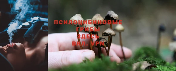 прущие грибы Зерноград